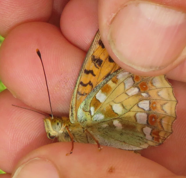 Argynnis adippe - ezüstös gyöngyházlepke