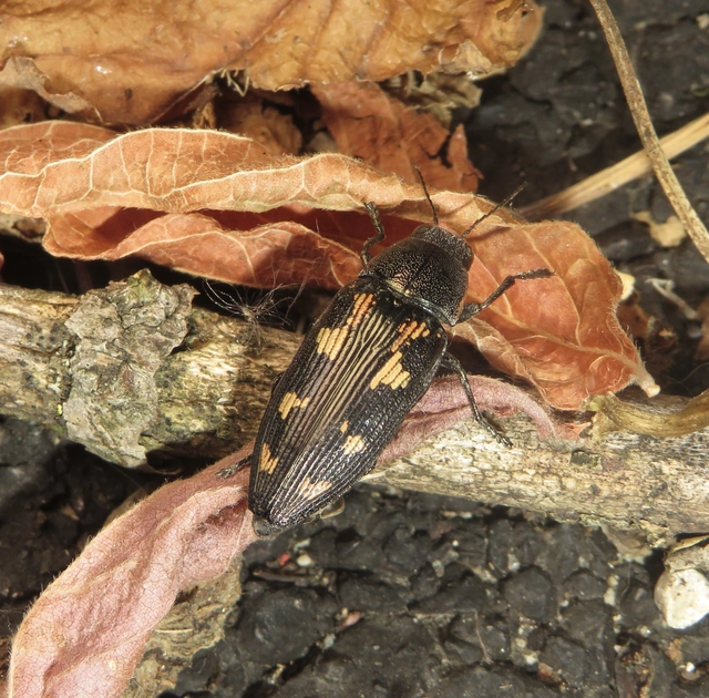 Buprestis novemmaculata - kilencfoltos díszbogár