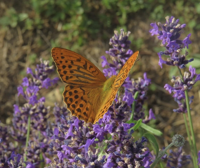 Argynnis paphia - nagy gyöngyházlepke