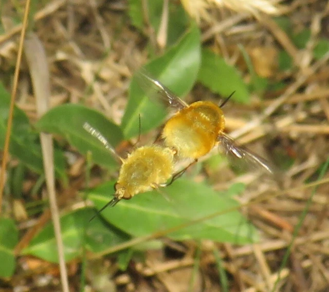Bombyliinae