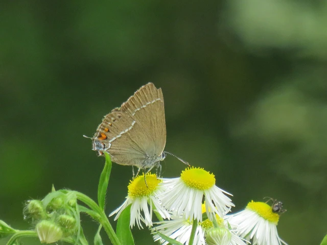 Satyrium spini - kökény-csücsköslepke