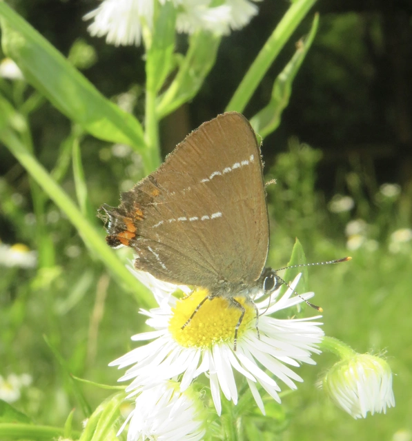 Satyrium w-album - szilfa-csücsköslepke