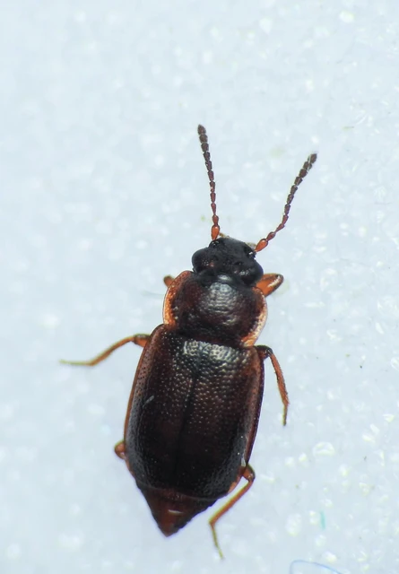 Anthobium atrocephalum - feketésfejű felemásholyva