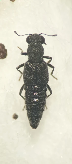 Stenus incrassatus - vaskos szemesholyva