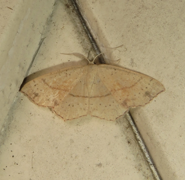 Cyclophora punctaria - sávos pettyesaraszoló