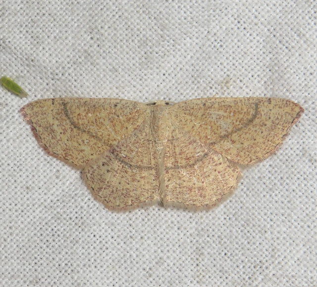 Cyclophora ruficiliaria - vörösrojtú pettyesaraszoló