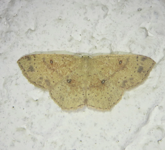 Cyclophora porata - körös pettyesaraszoló