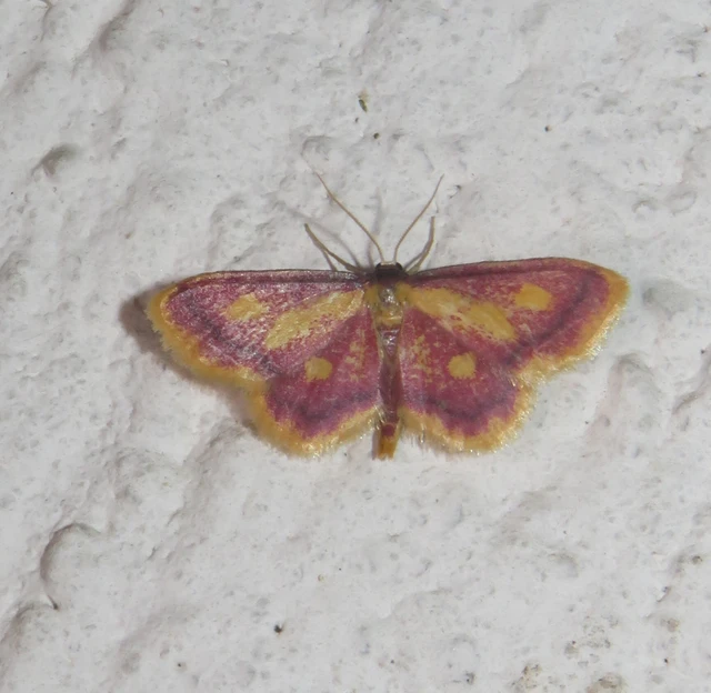 Idaea muricata - mocsári pirosaraszoló