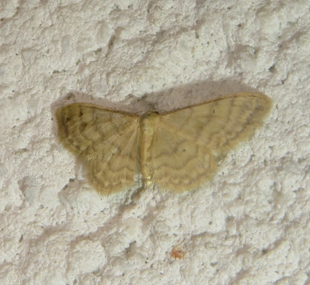 Idaea dilutaria - napvirág-apróaraszoló