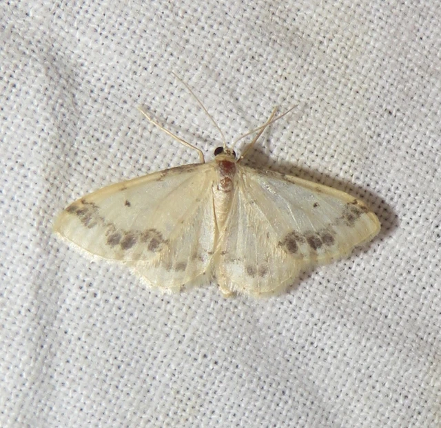 Idaea trigeminata - csúcsfoltos apróaraszoló