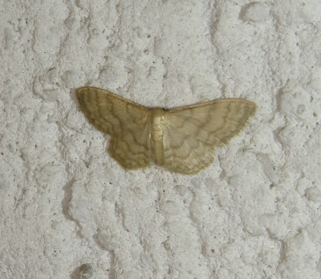 Idaea dilutaria - napvirág-apróaraszoló