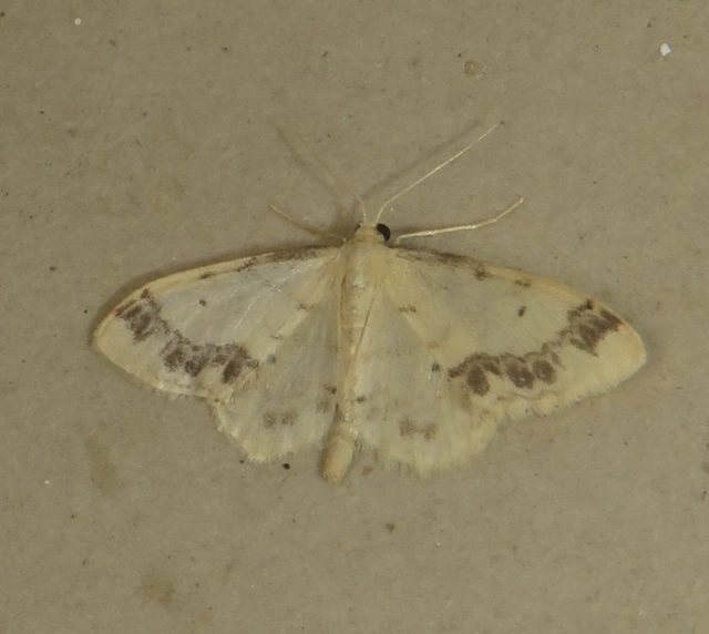 Idaea trigeminata - csúcsfoltos apróaraszoló