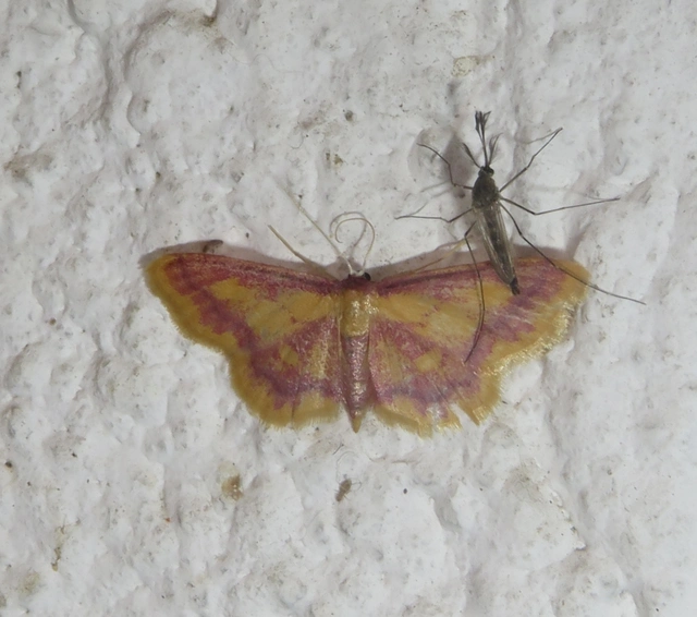 Idaea muricata - mocsári pirosaraszoló