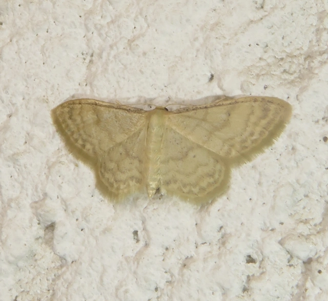 Idaea dilutaria - napvirág-apróaraszoló