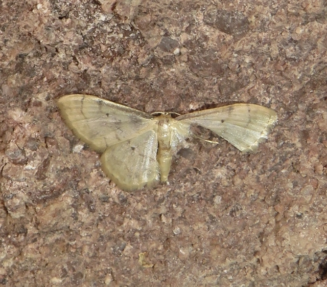 Idaea politaria - vonalas apróaraszoló
