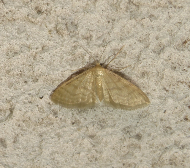 Idaea dilutaria - napvirág-apróaraszoló
