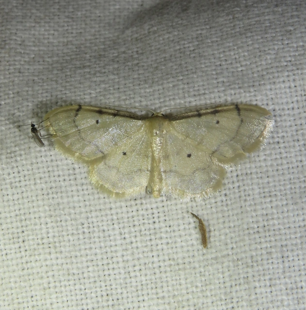 Idaea politaria - vonalas apróaraszoló