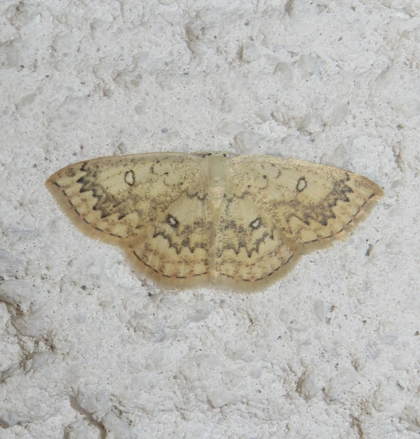 Cyclophora annularia - gyűrűs pettyesaraszoló