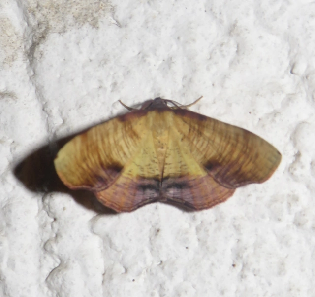 Plagodis dolabraria - baltaszárnyú araszoló