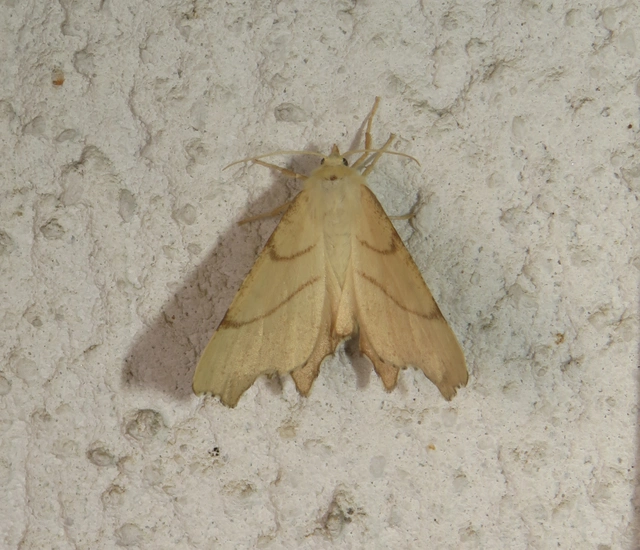 Ennomos erosaria - hársfa-levélaraszoló