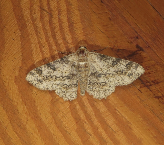 Ascotis selenaria - holdas faaraszoló