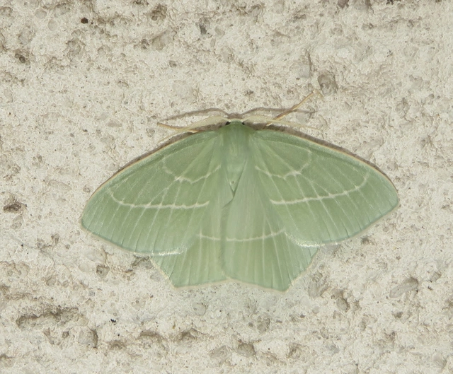Hemistola chrysoprasaria - kékes zöldaraszoló