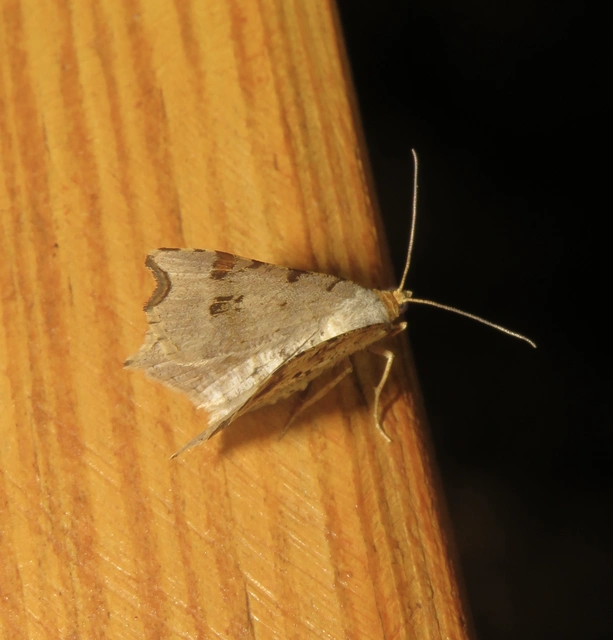Macaria alternata - közönséges szürkearaszoló