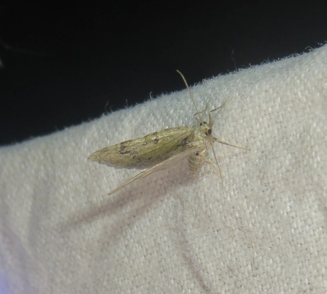 Chloroclystis v-ata - zöldes törpearaszoló