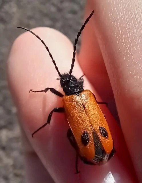 Apalus bimaculatus - kétfoltos élősdibogár