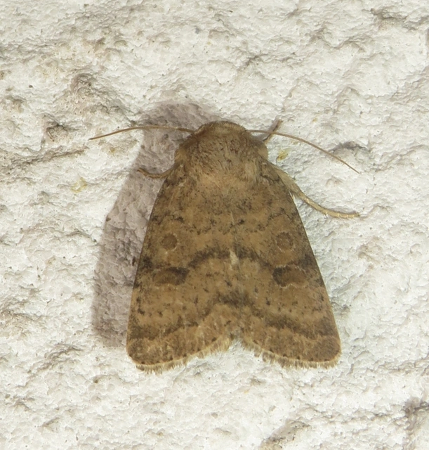 Hoplodrina octogenaria - barna selymesbagoly