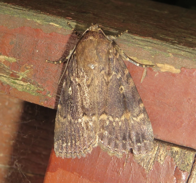 Amphipyra pyramidea - fahéjszínű bagoly