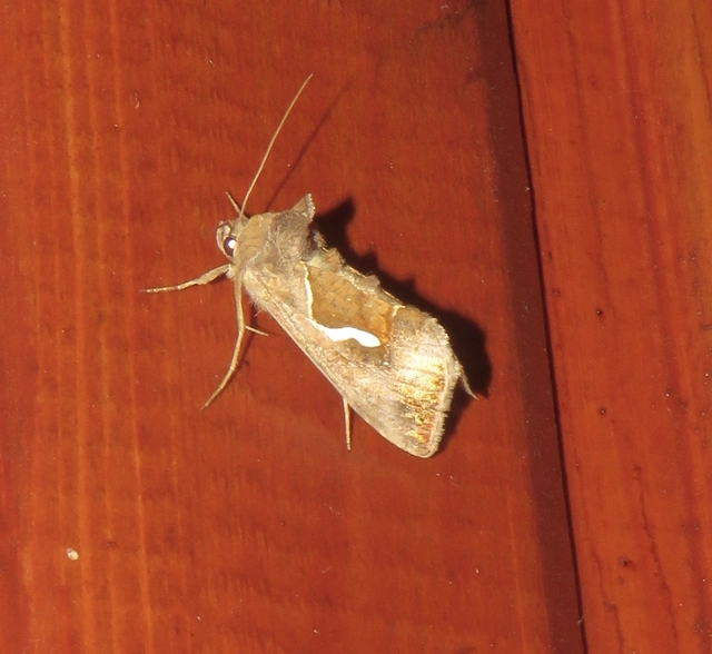 Macdunnoughia confusa - cseppfoltos ezüstbagoly