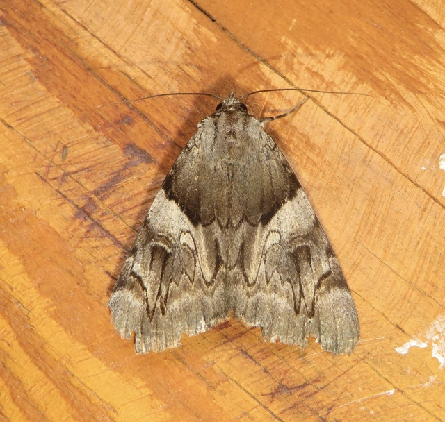 Catocala fulminea - galagonya-övesbagoly