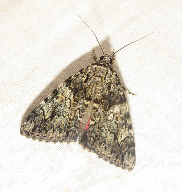 Catocala promissa - kis tölgyfa-övesbagoly