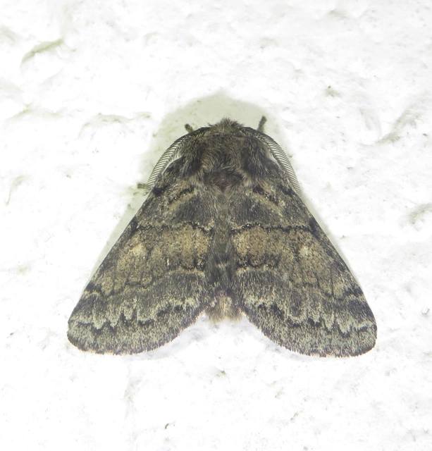 Gluphisia crenata - kormos púposszövő