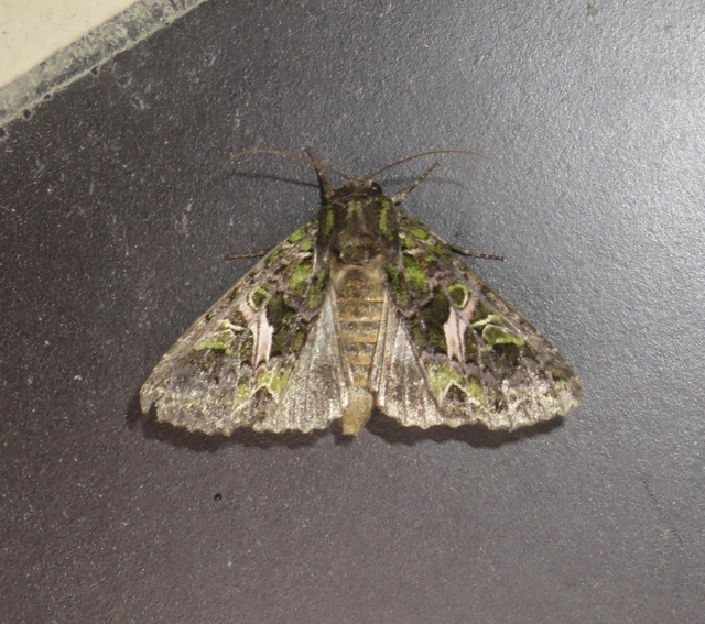 Trachea atriplicis - nyári zöldbagoly