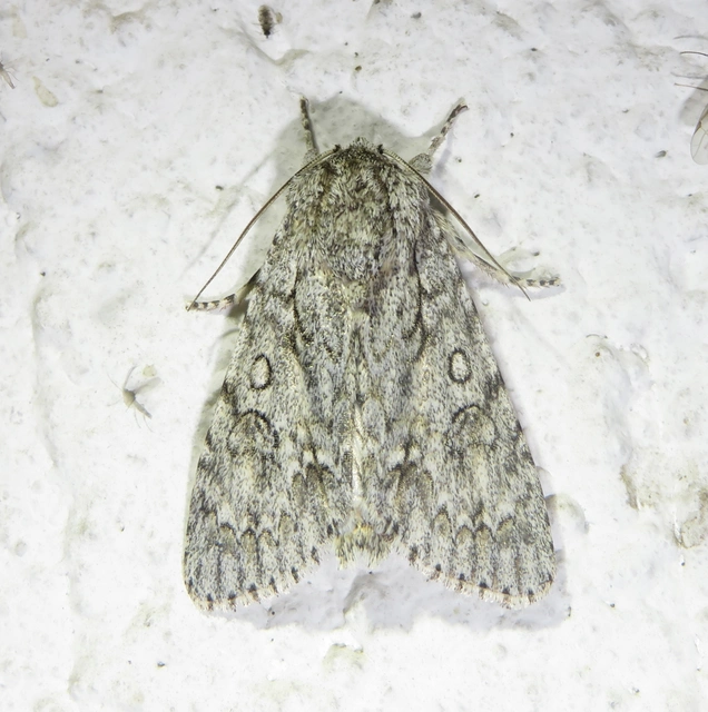 Acronicta aceris - vadgesztenye-szigonyosbagoly