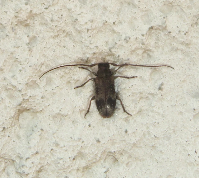 Exocentrus adspersus - tölgyfa-rőzsecincér