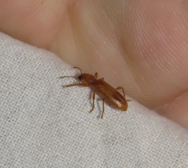 Opilo pallidus - sárga szúfarkas