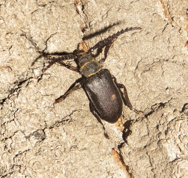 Prionus coriarius - csőszcincér