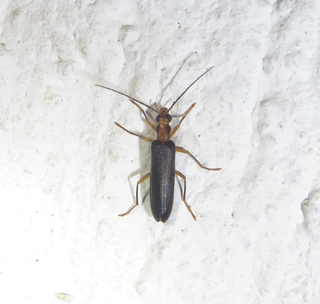 Nacerdes carniolica - karnóliai álcincér
