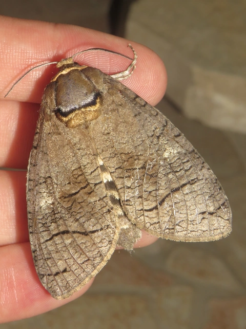Cossus cossus - fűzfarontólepke