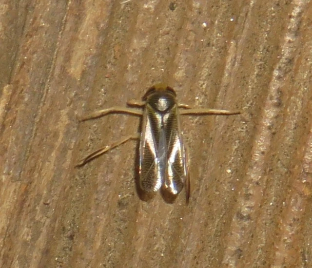 Corixidae - búvárpoloskák Corixidae - búvárpoloskák
