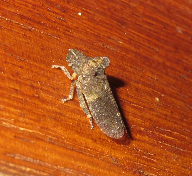 Ledra aurita - füleskabóca
