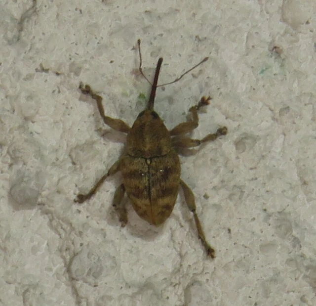 Curculio venosus - tarajos zsuzsóka