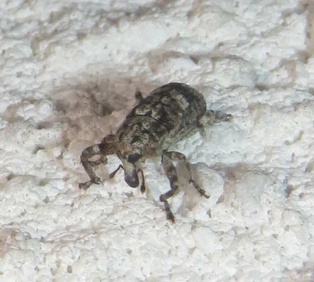 Gasterocercus depressirostris - laposorrú ormányos