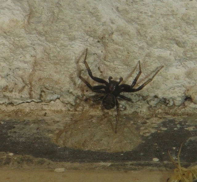 Xysticus