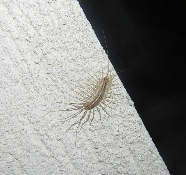 Scutigera coleoptrata - légyölő pókszázlábú