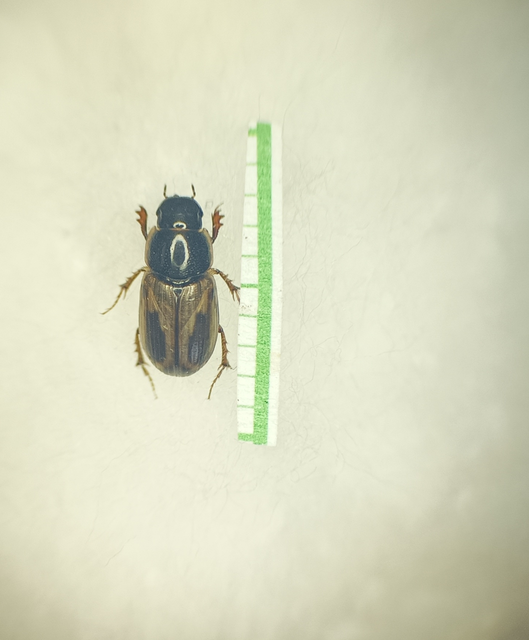 Aphodius prodromus - sárgalábú trágyabogár