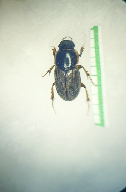 Aphodius prodromus - sárgalábú trágyabogár